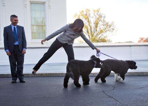 Bo the white sale house dog